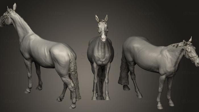 3D model Horse109 (STL)